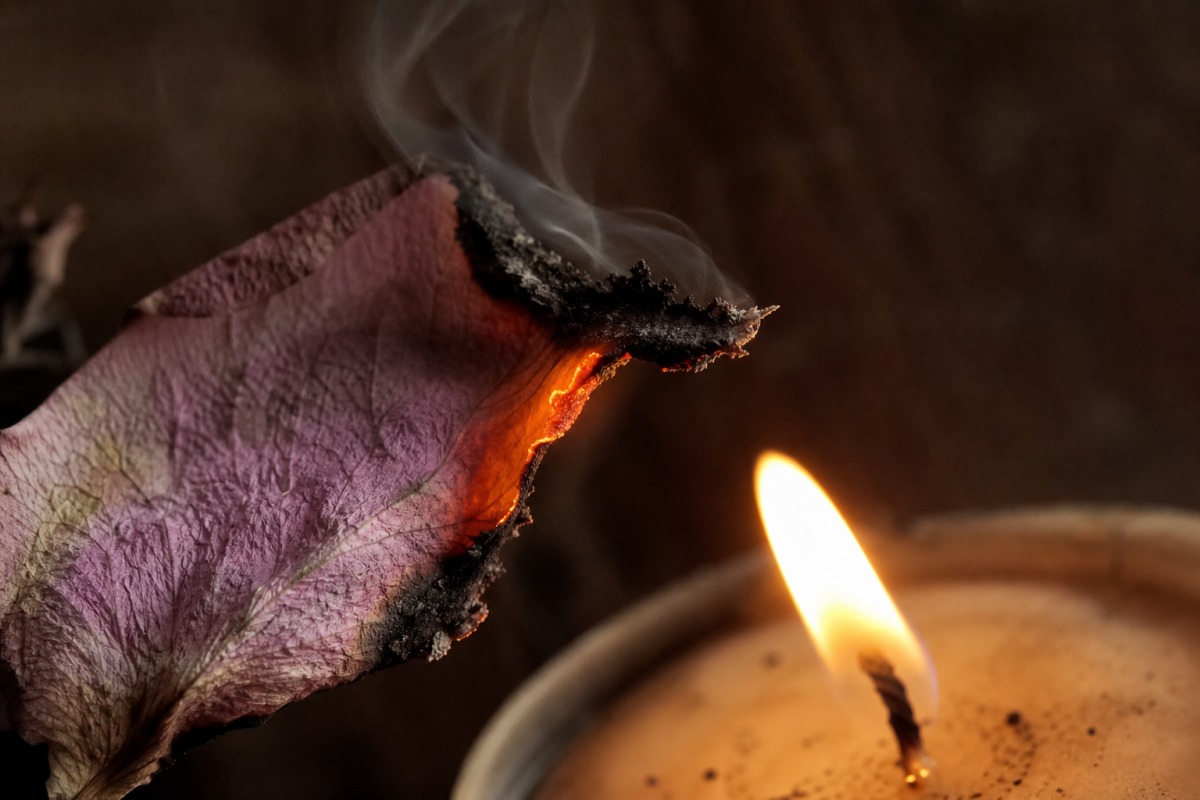 Macro shot of the edge of a dried rose petal charring and smoking in a candle flame